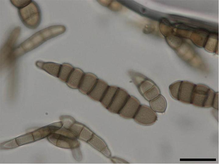 Alternaria brassicicola