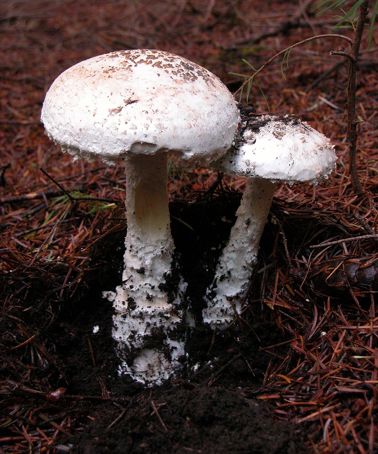 Smith's amanita