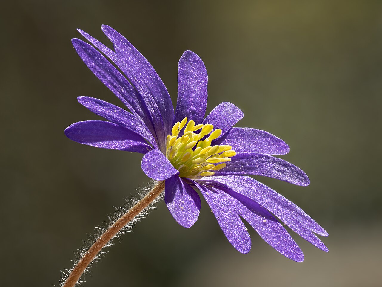 Anemone blanda