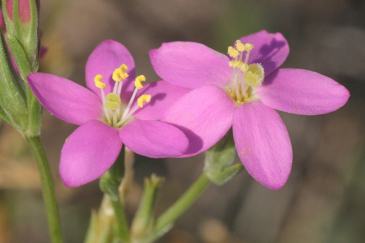 Centaurium littorale