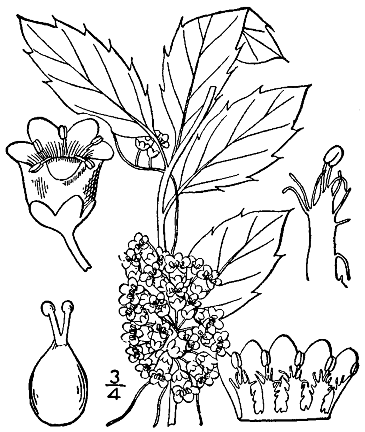 Cuscuta gronovii