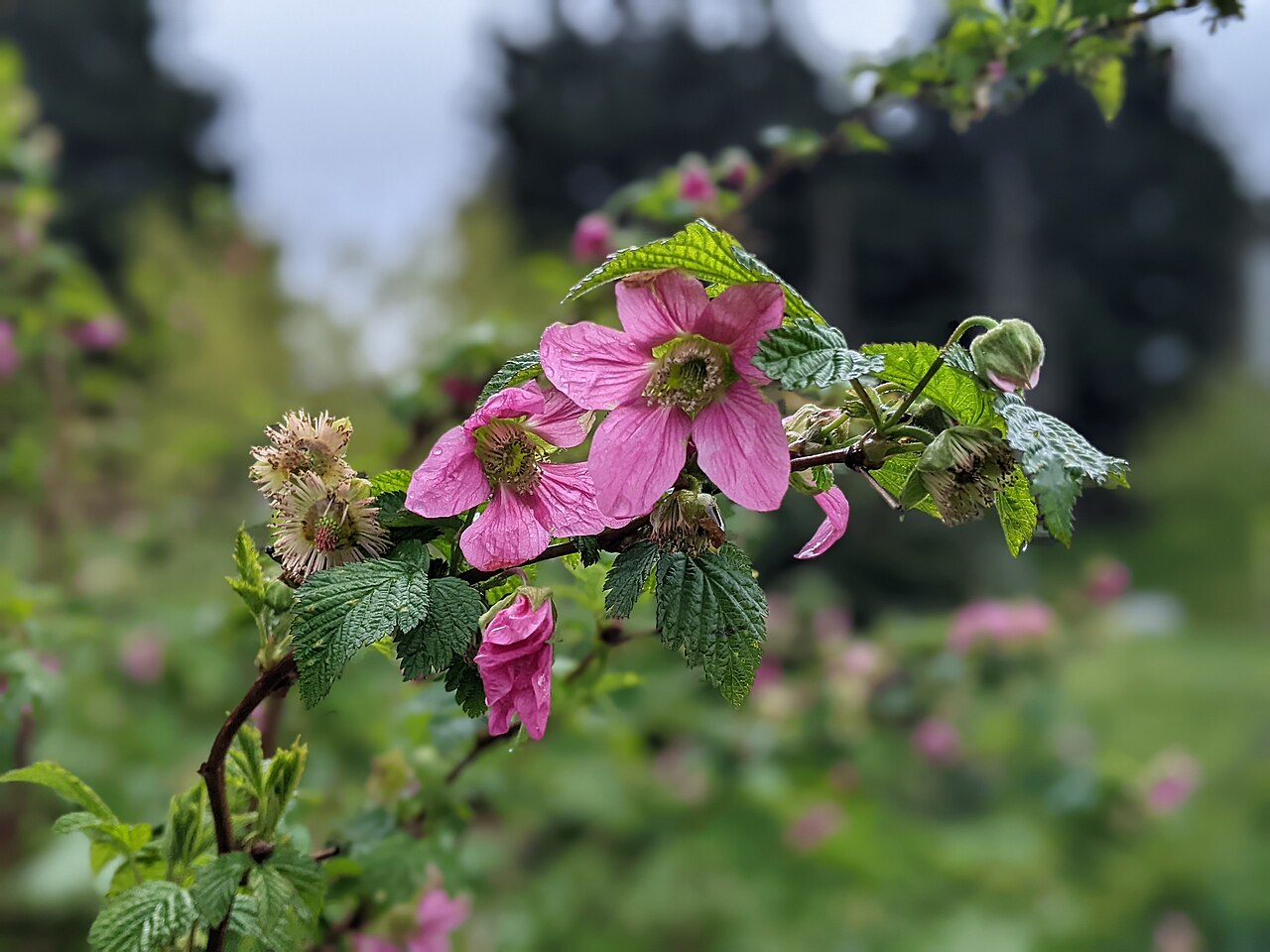 Rubus spectabilis