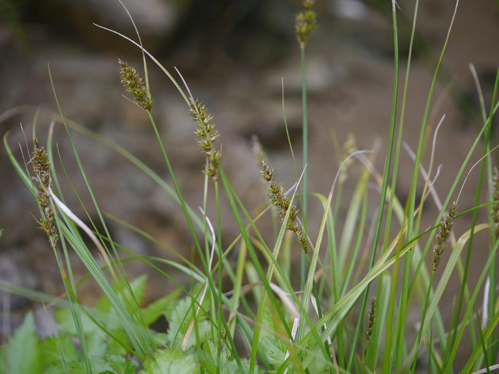 Carex albata
