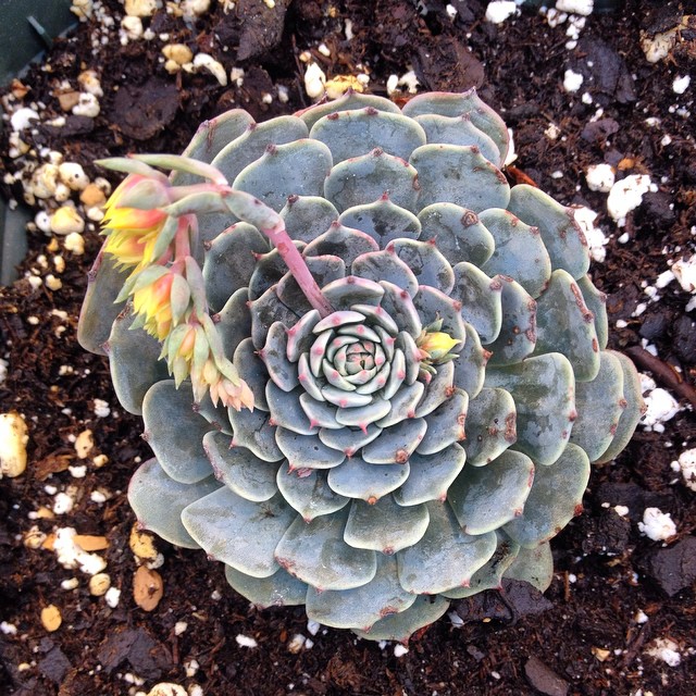 Echeveria chihuahuaensis