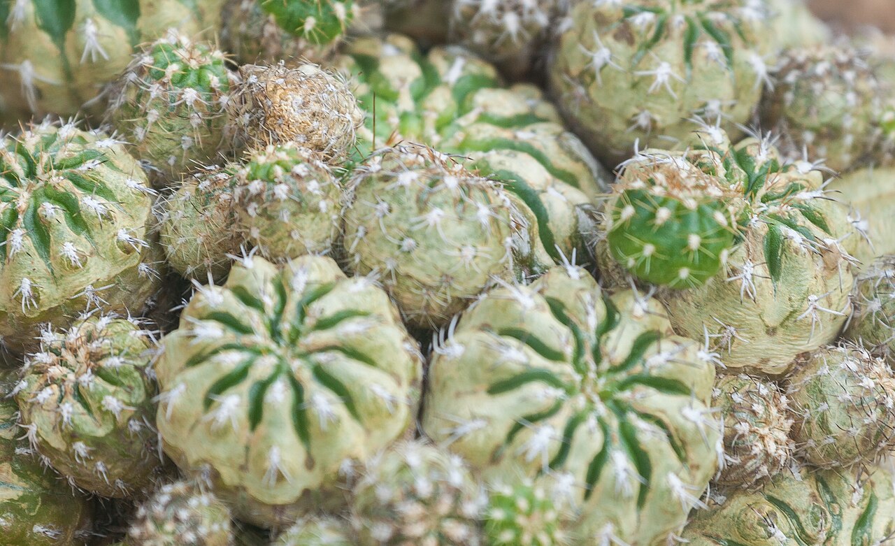 Matucana aurantiaca