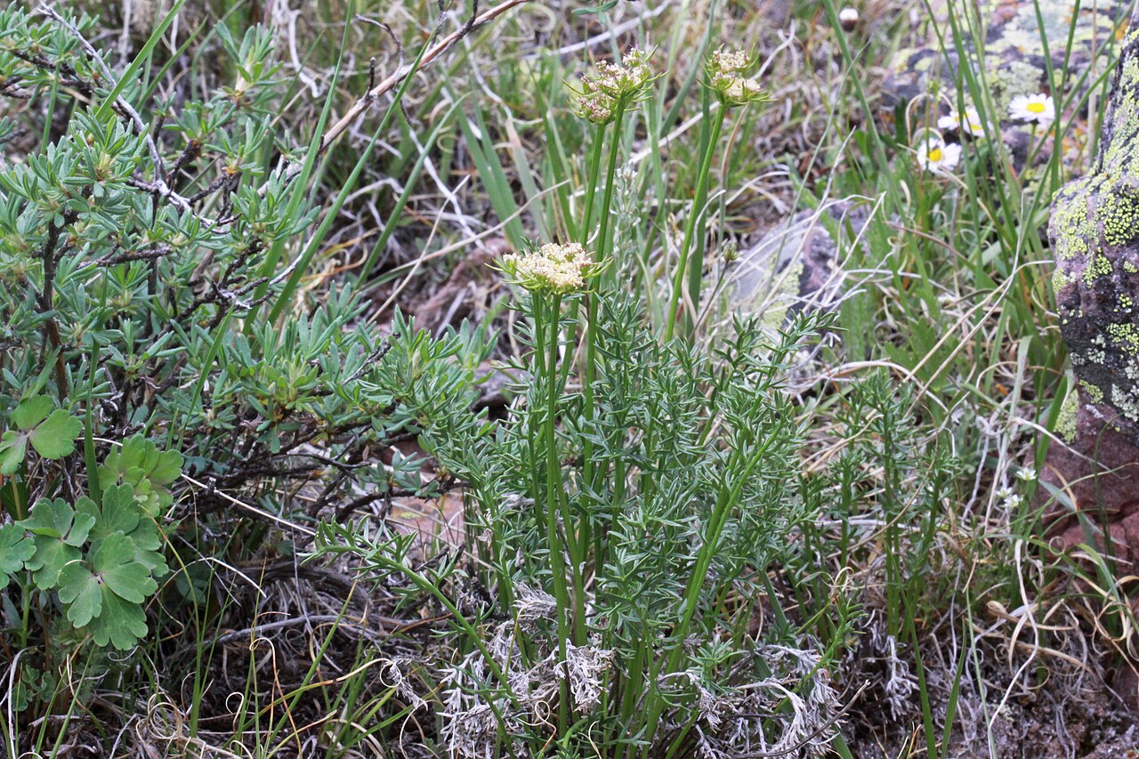 Cymopterus evertii