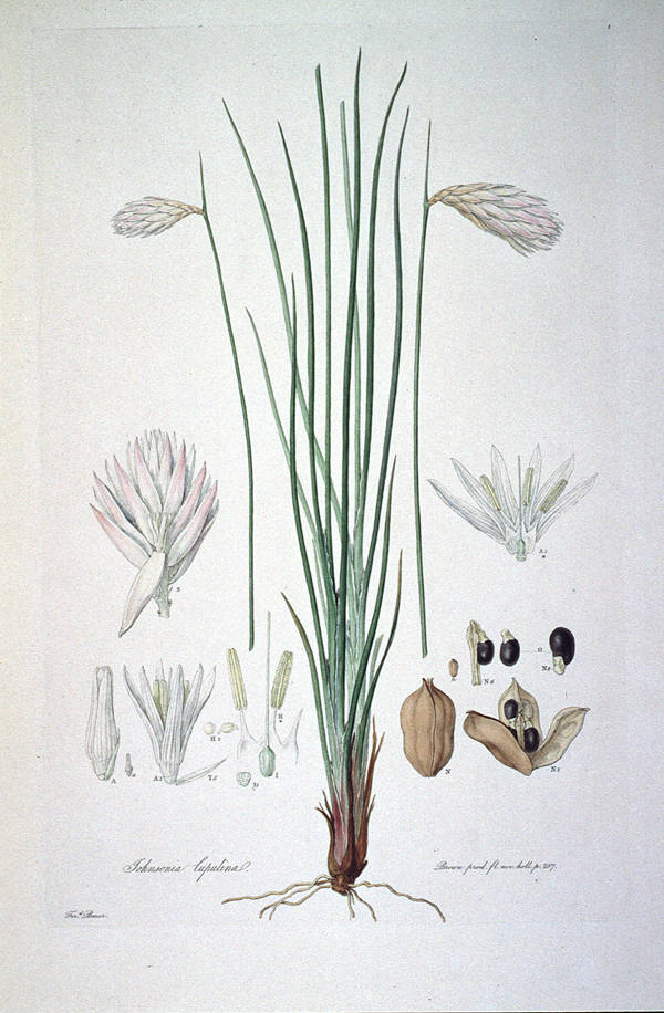 Johnsonia lupulina