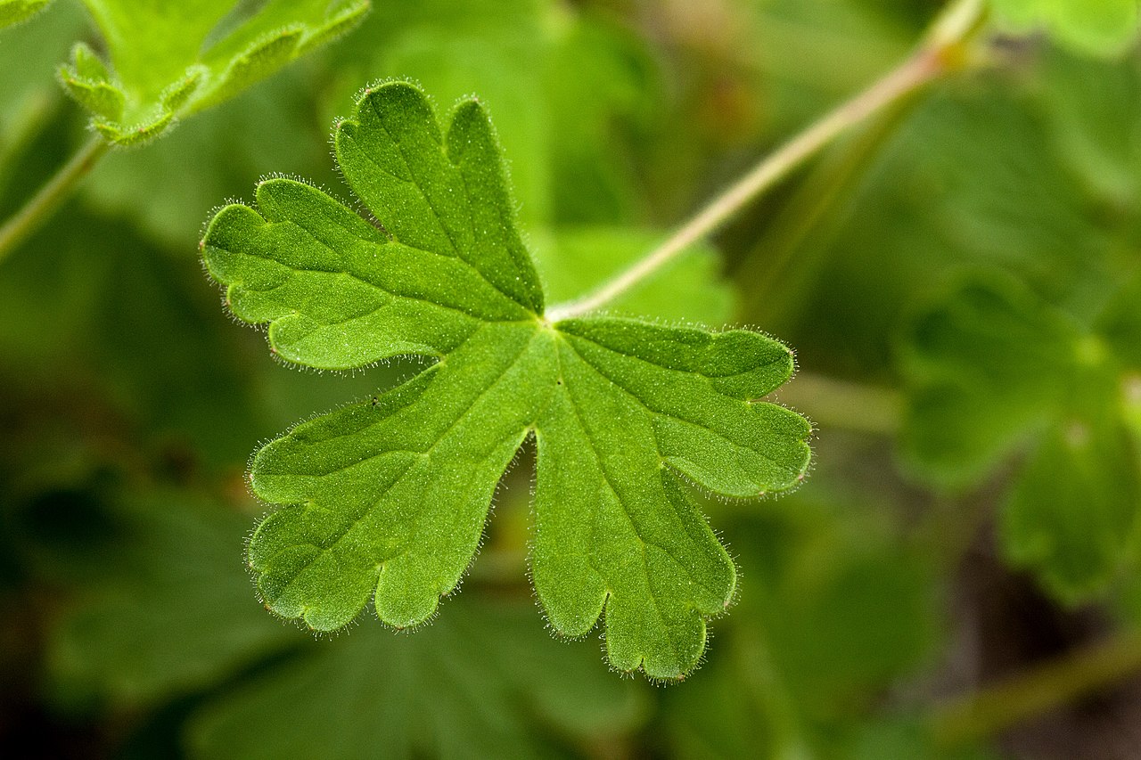 Geranium lentum