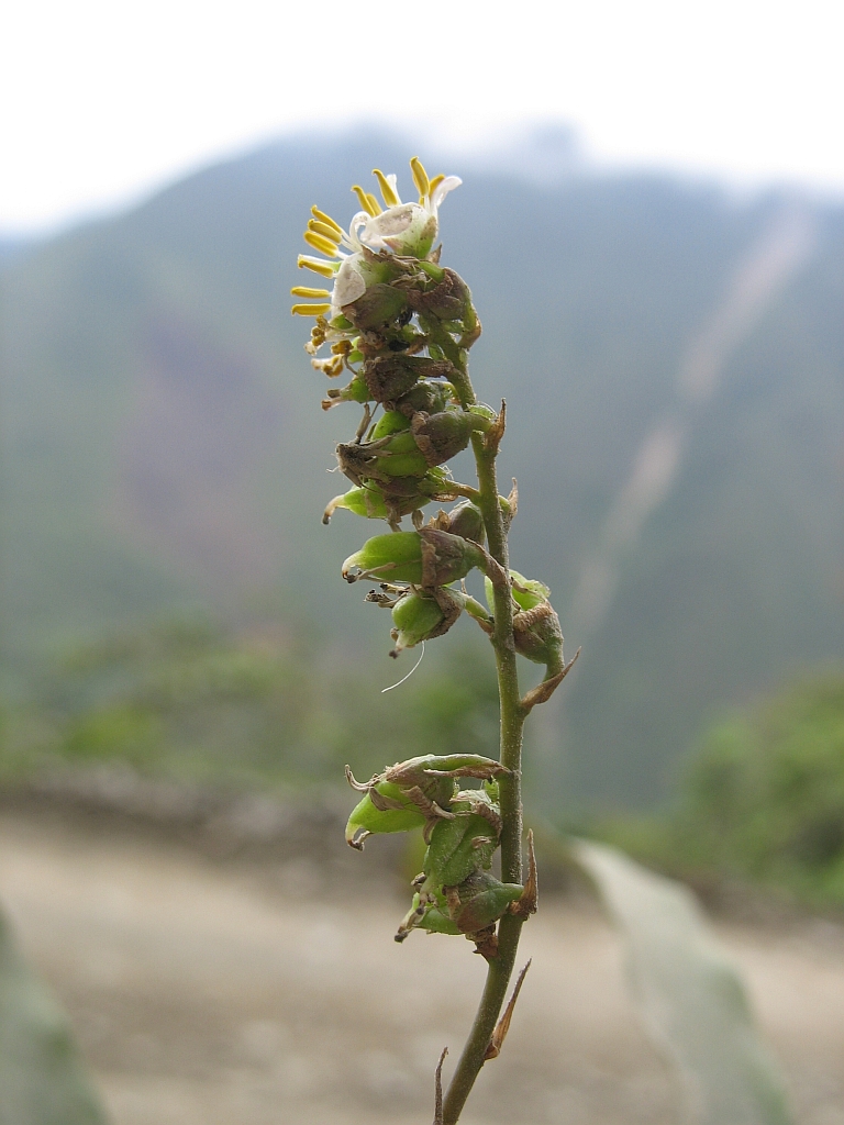 Fosterella petiolata