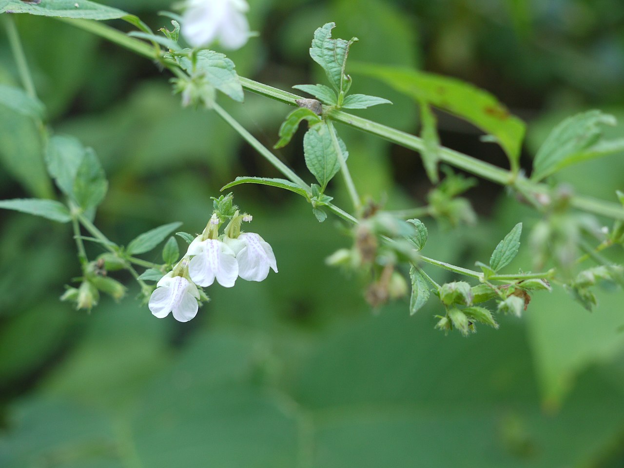 Anisomeles heyneana