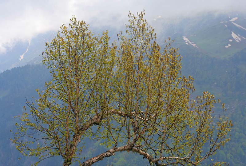 Betula bhojpatra