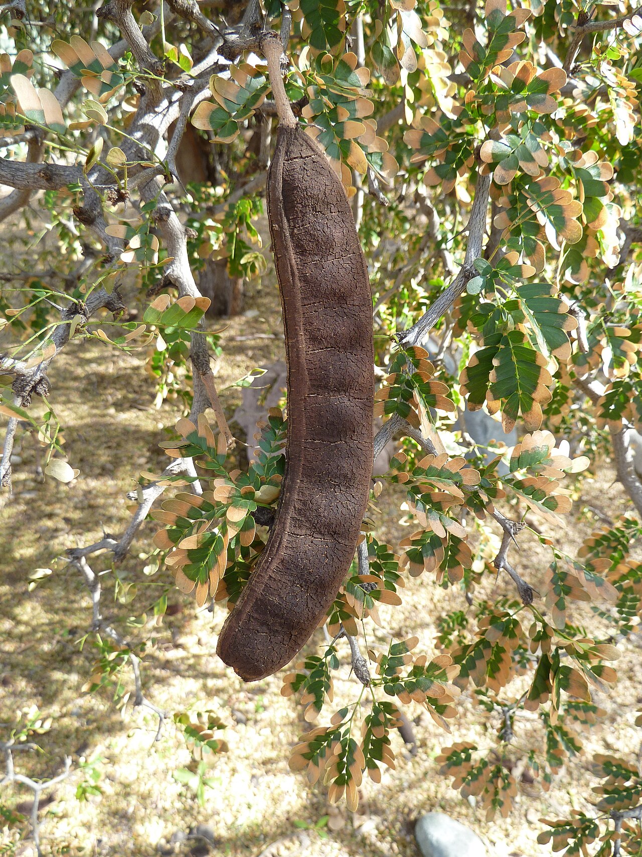 Ebenopsis ebano