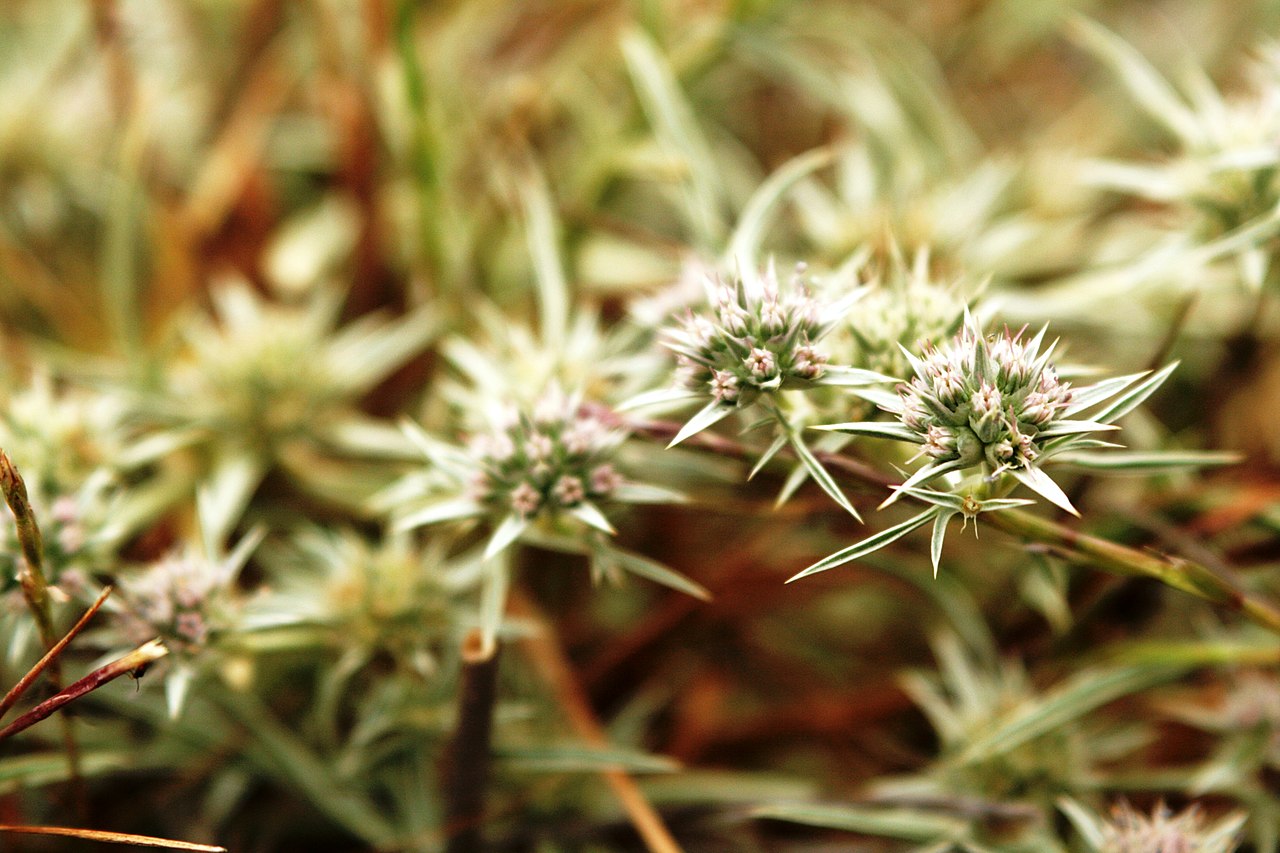 Eryngium pendletonense