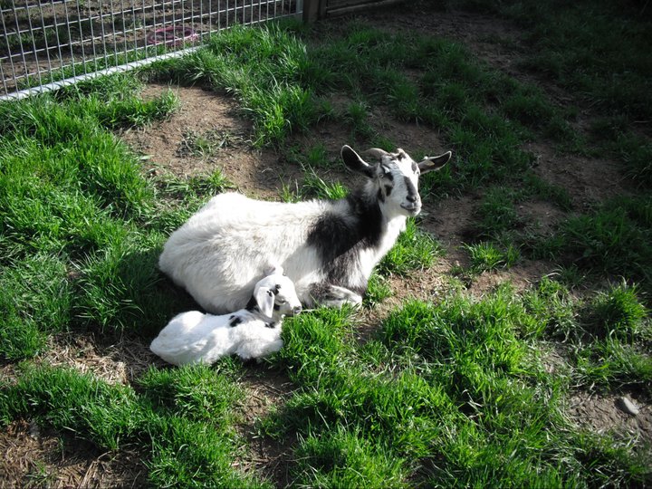Kiko goat