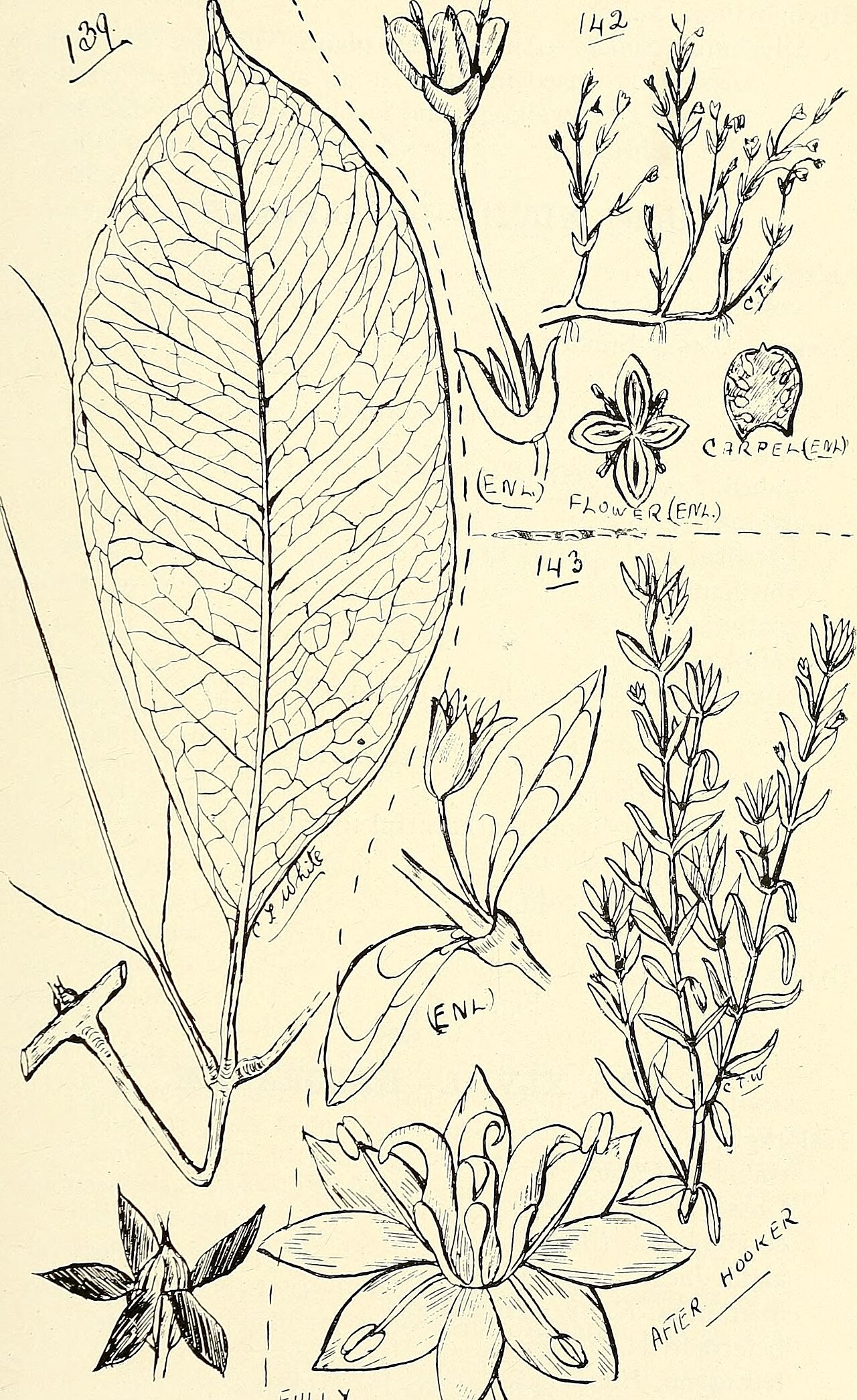 Bauera capitata