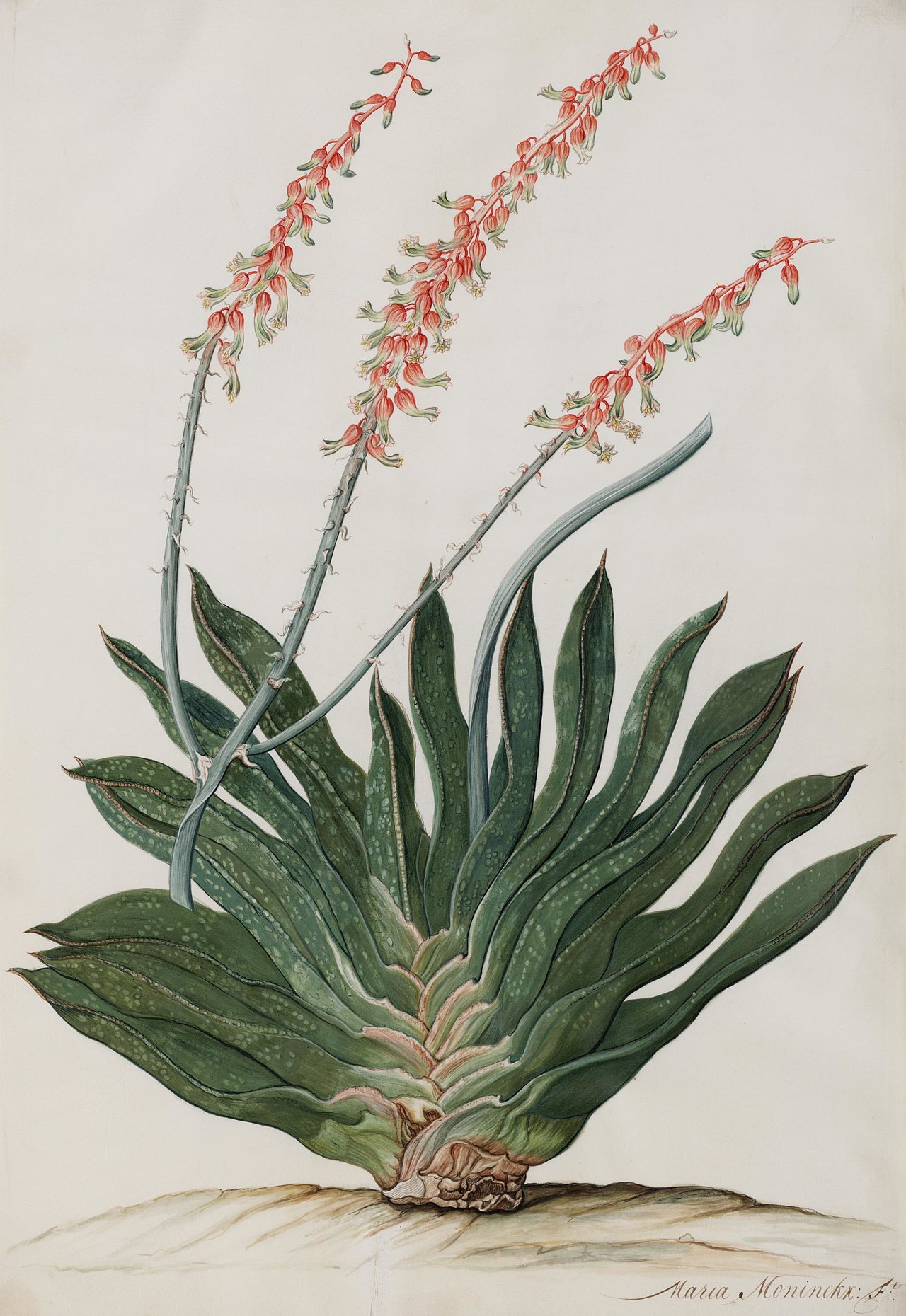 Gasteria brachyphylla