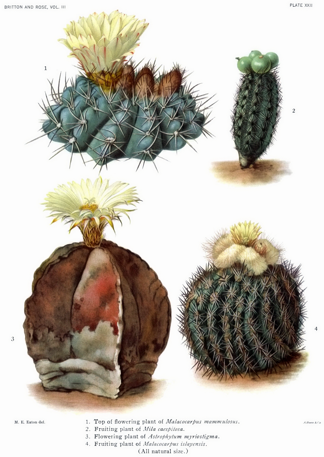 Eriosyce islayensis