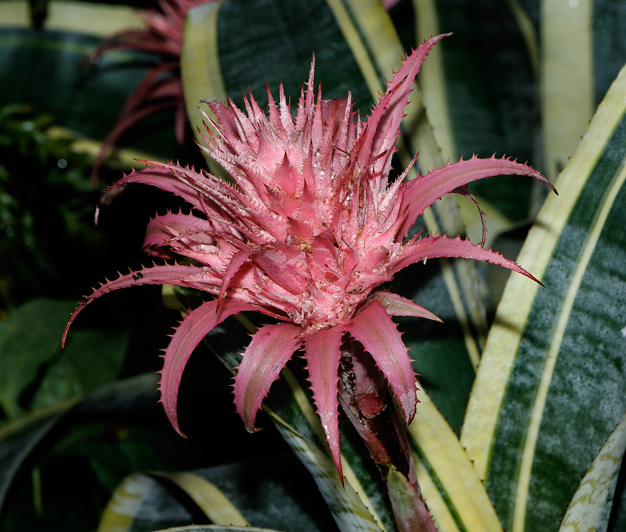 Aechmea fasciata
