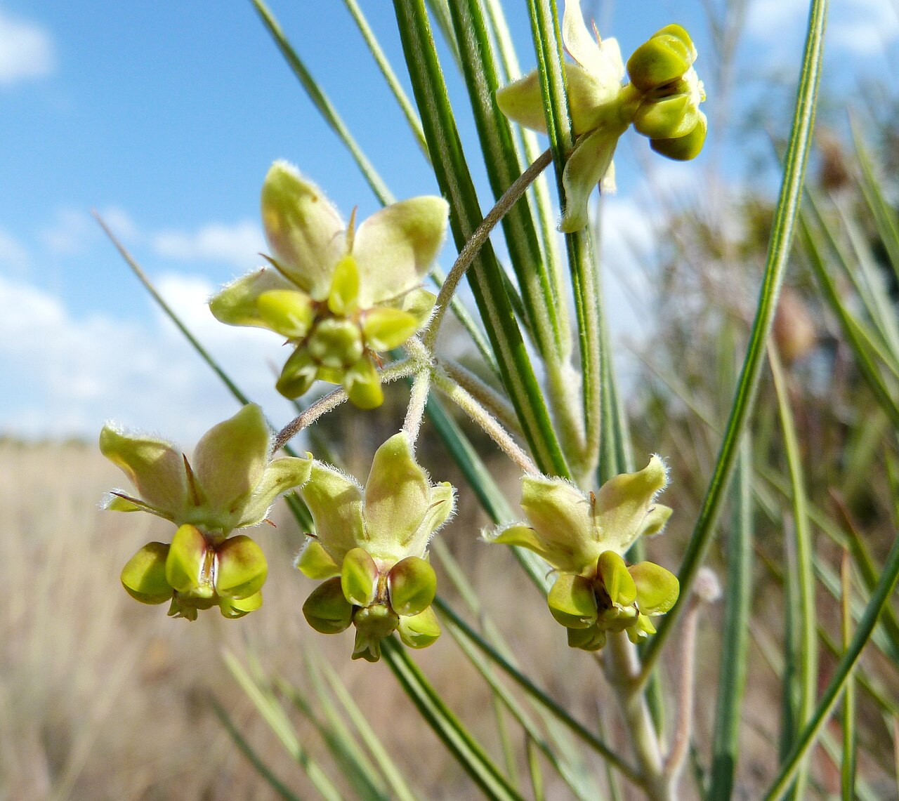 Gomphocarpus tomentosus