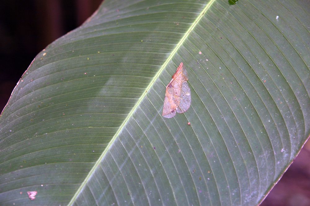 Heliconia trichocarpa