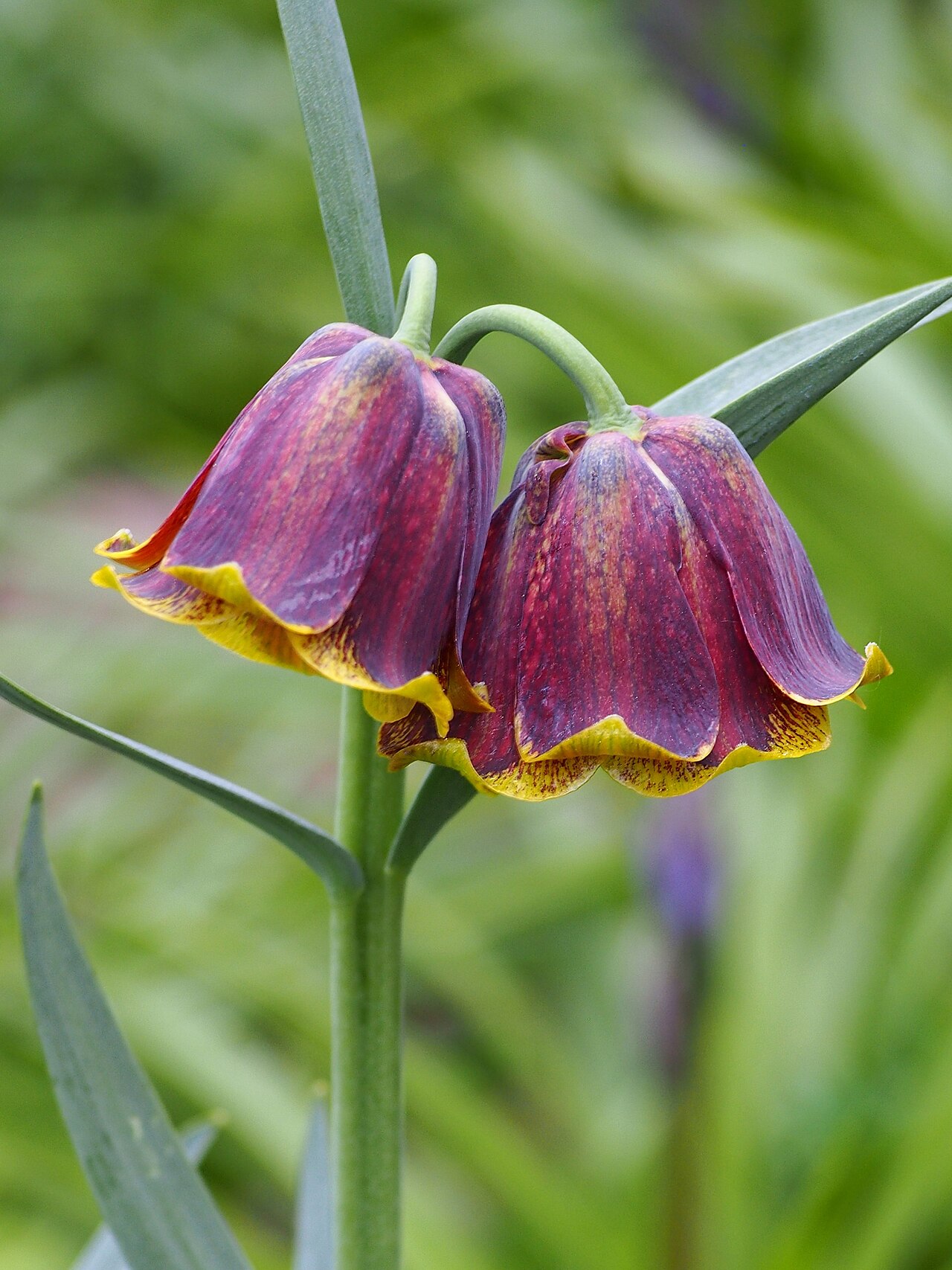 Fritillaria pyrenaica