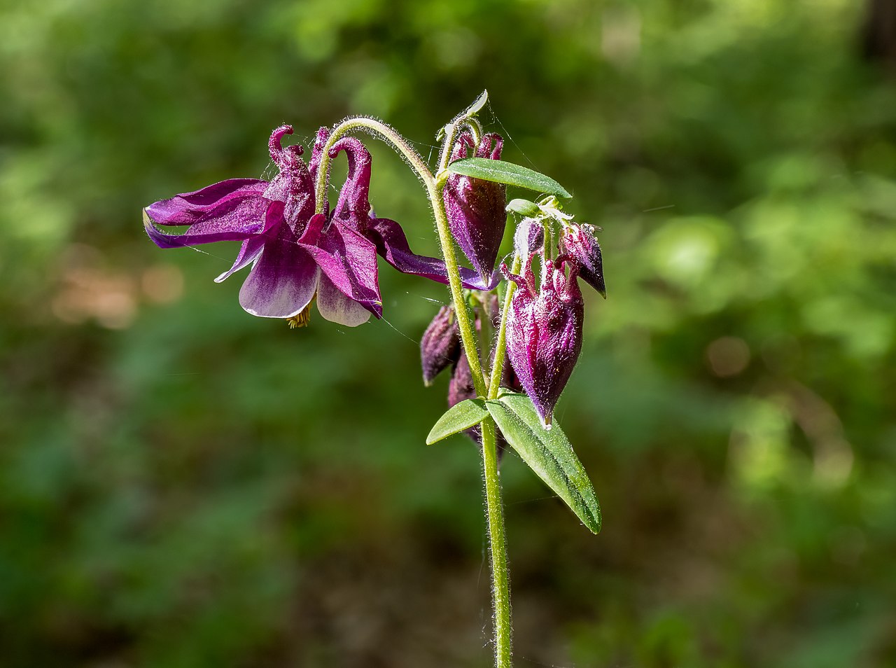 Aquilegia atrata