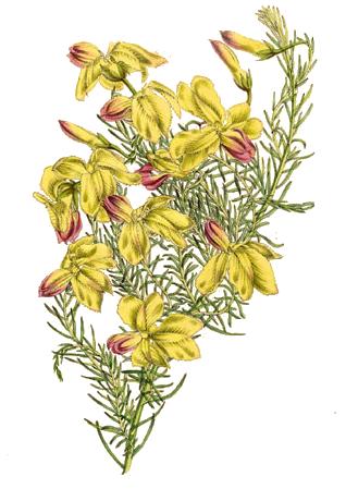 Lechenaultia linarioides