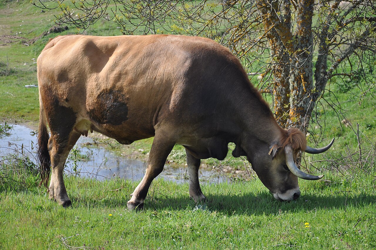 Mirandesa cattle