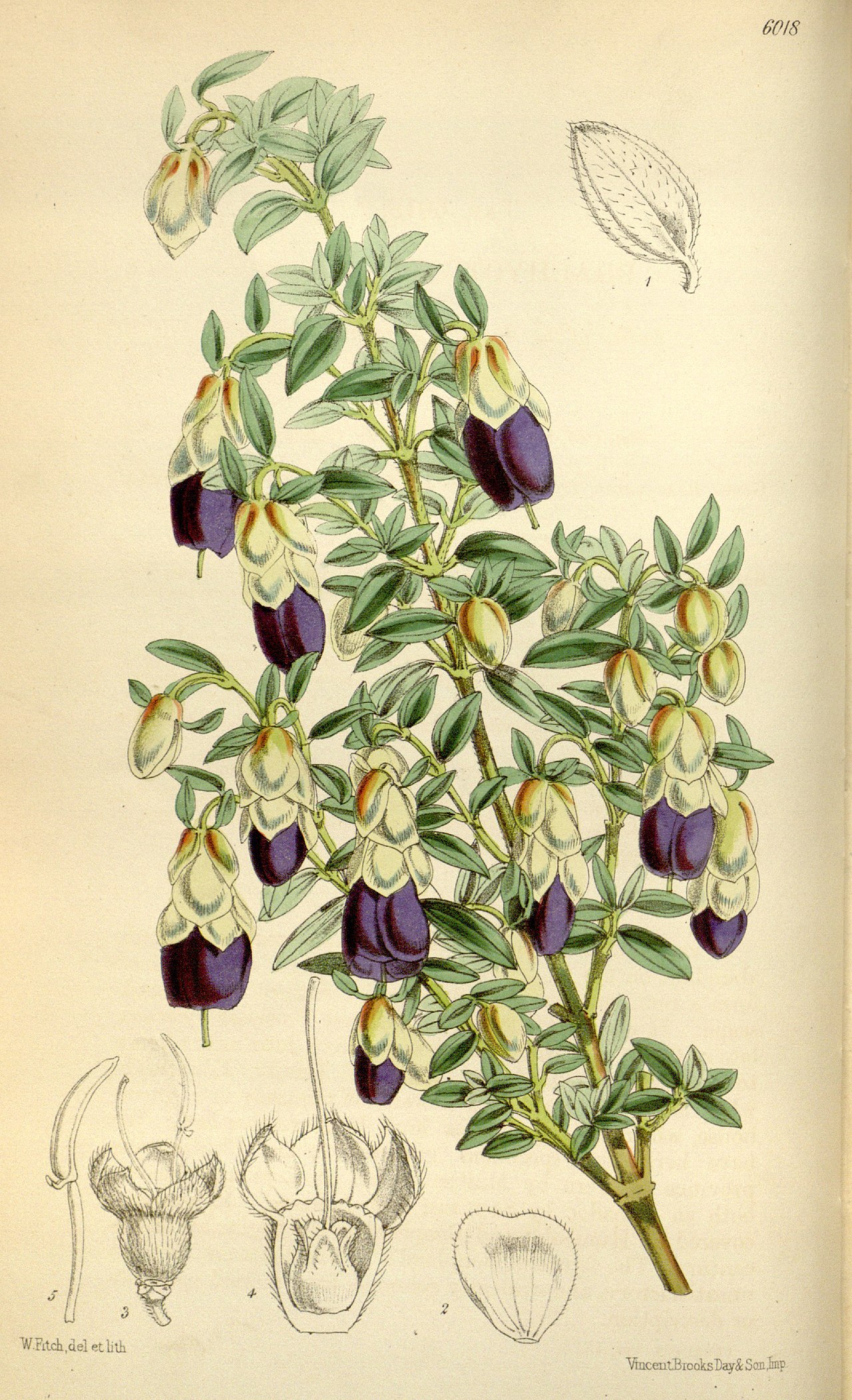 Brachyotum confertum