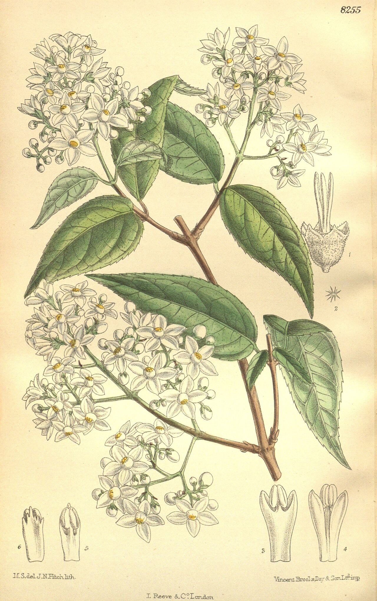 Deutzia setchuenensis