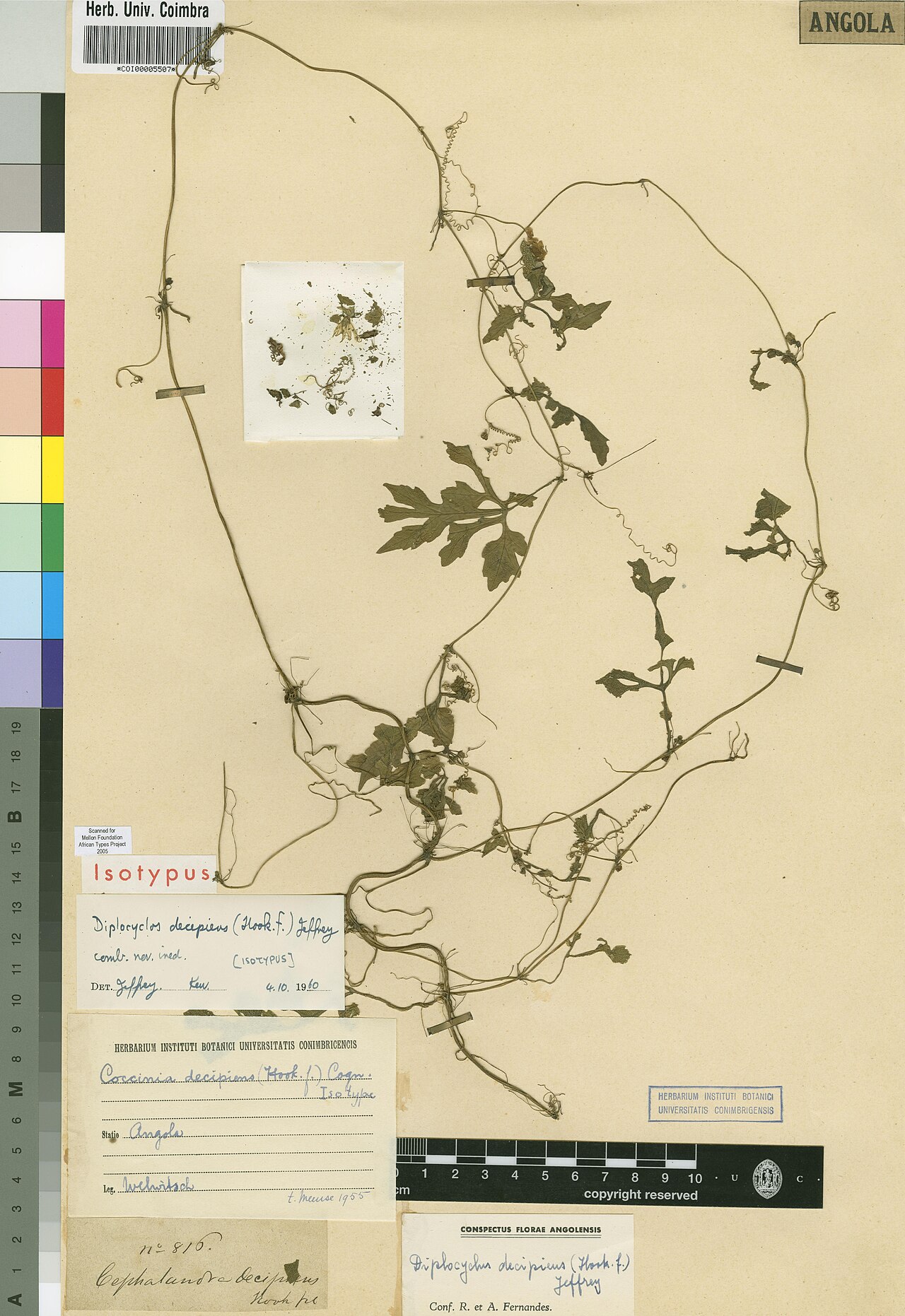 Diplocyclos decipiens