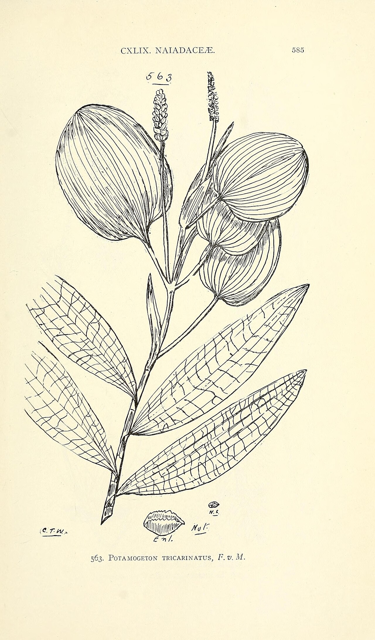 Eriocaulon fistulosum