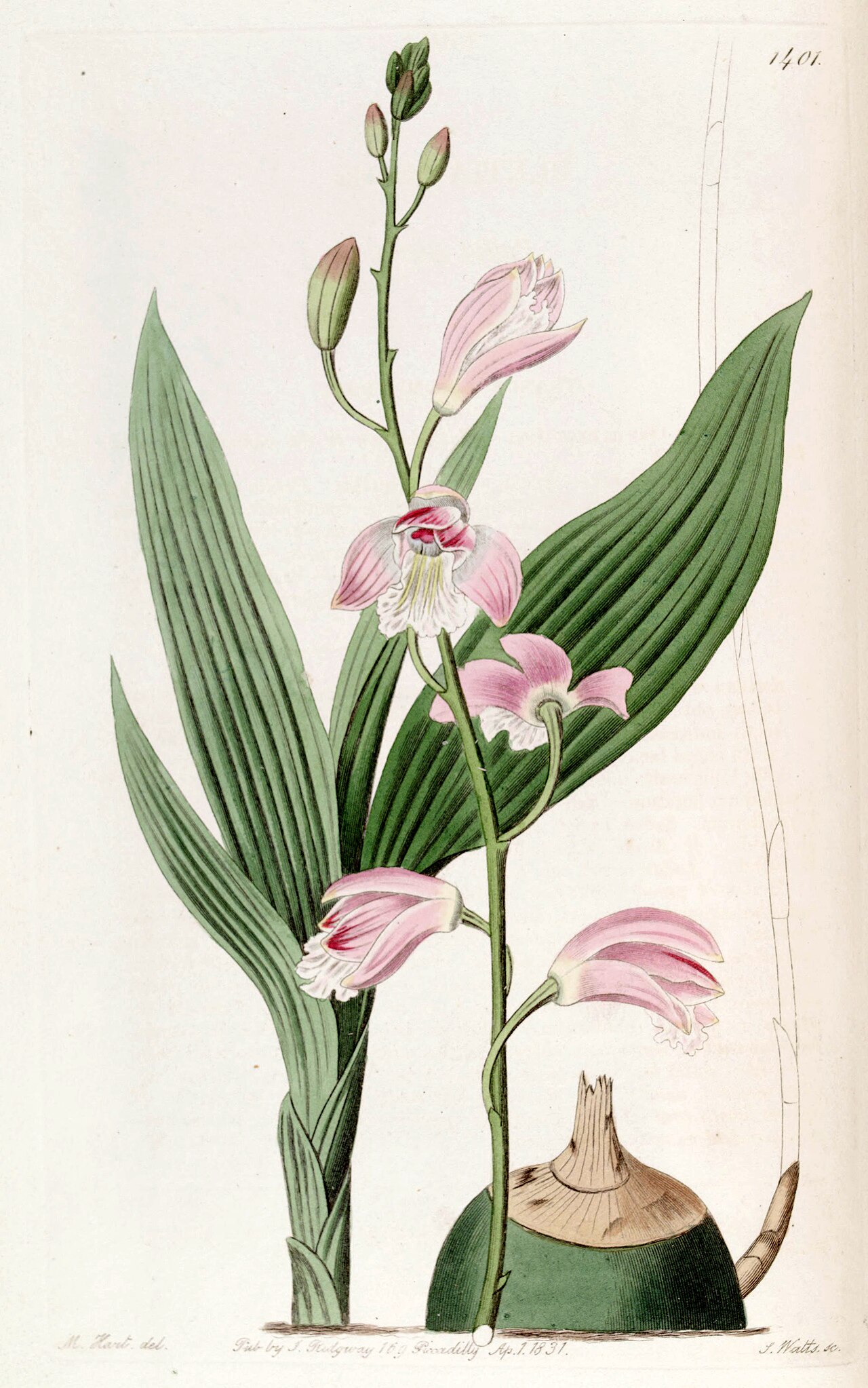 Bletia florida