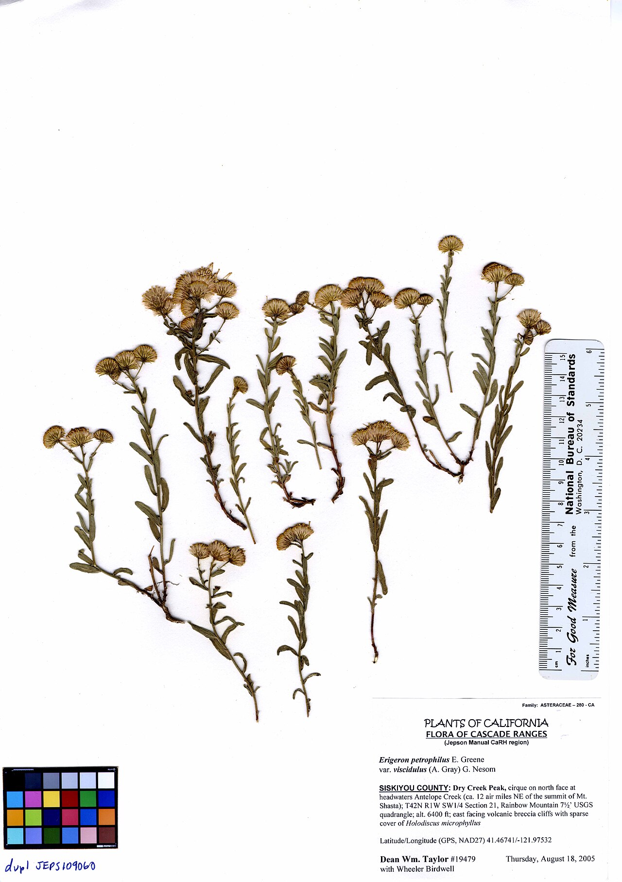 Erigeron petrophilus