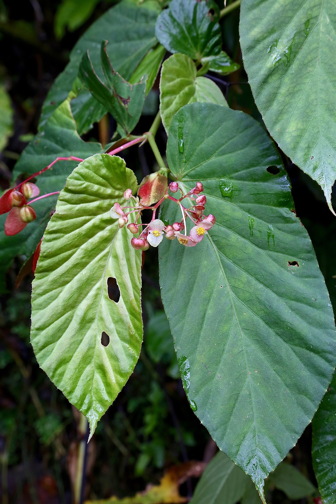 Begonia consobrina