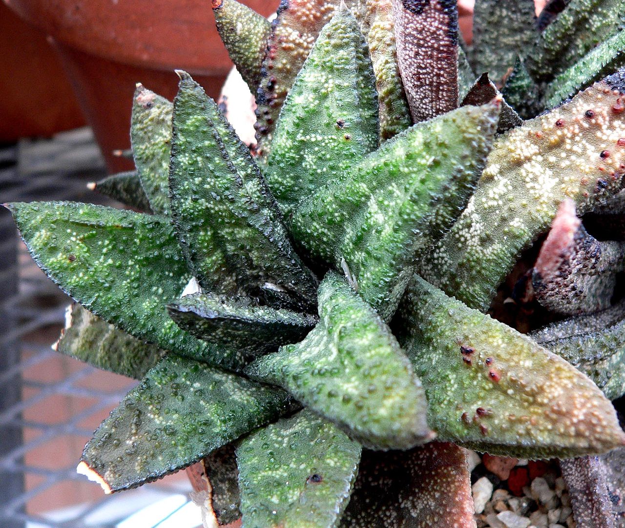 Gasteria batesiana