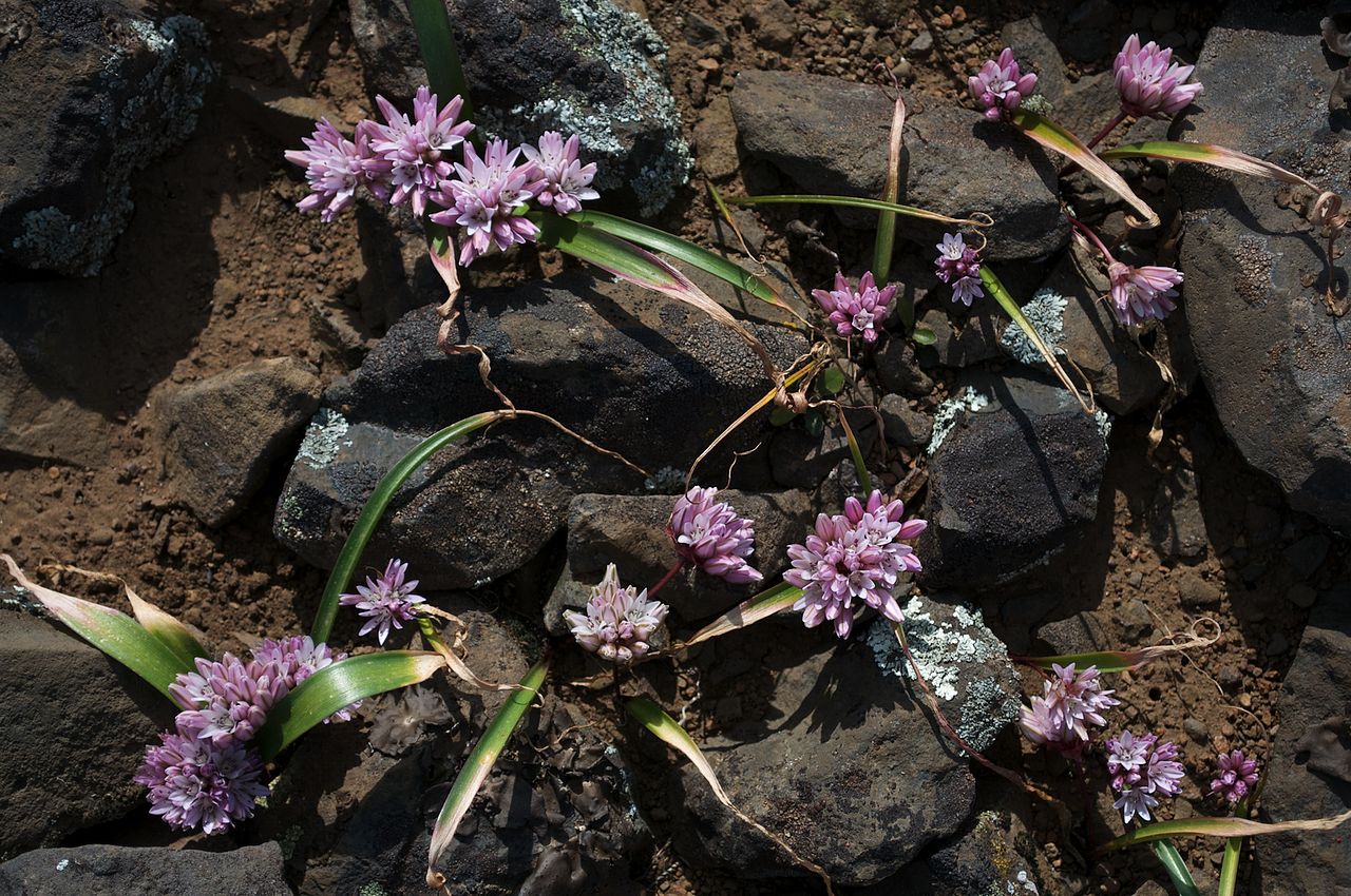 Allium cratericola