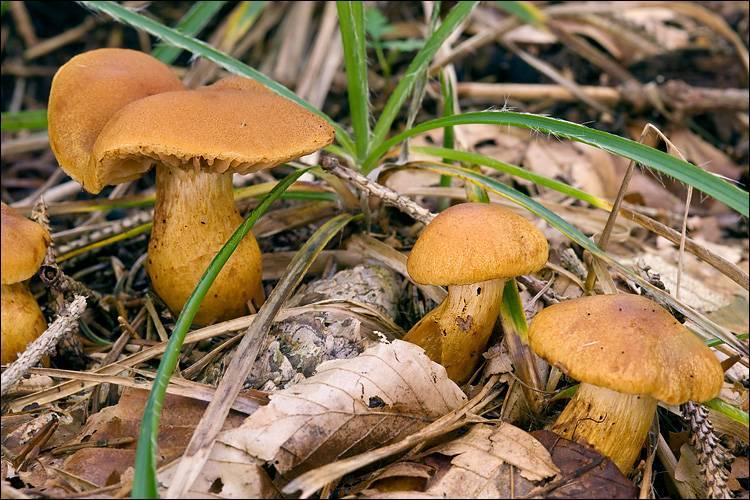 Gymnopilus abruptus
