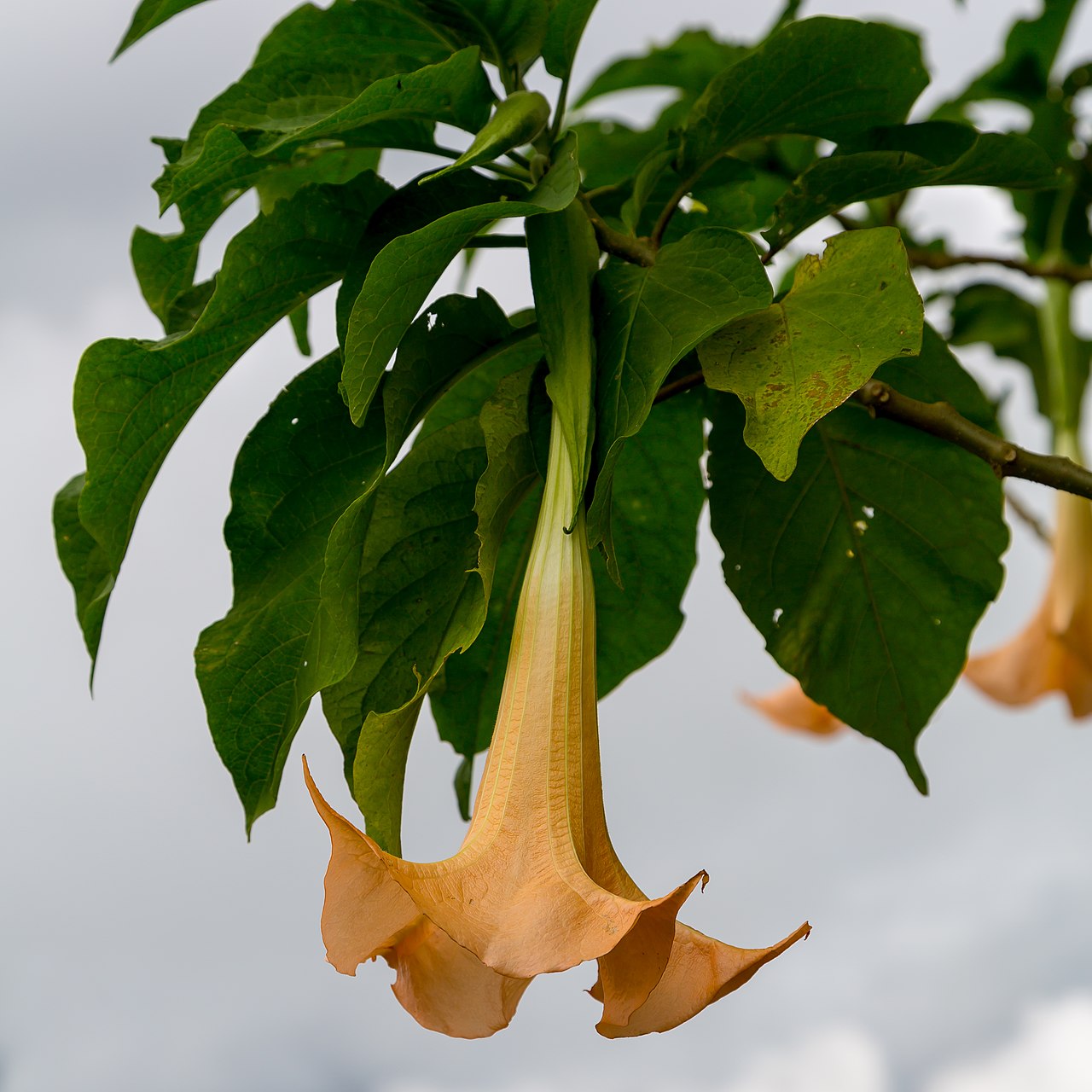 Brugmansia × candida
