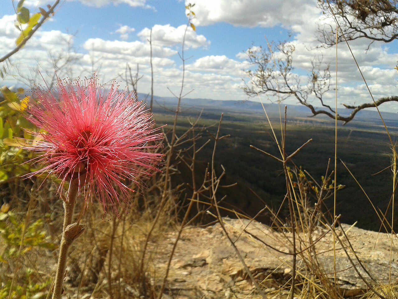 Calliandra macrocephala