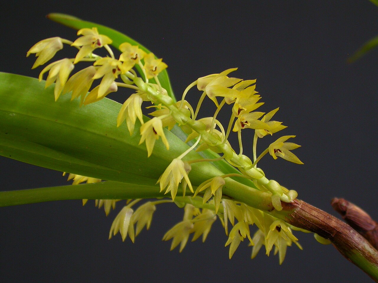 Eria tenuiflora