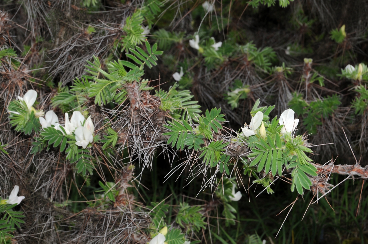 Caragana jubata