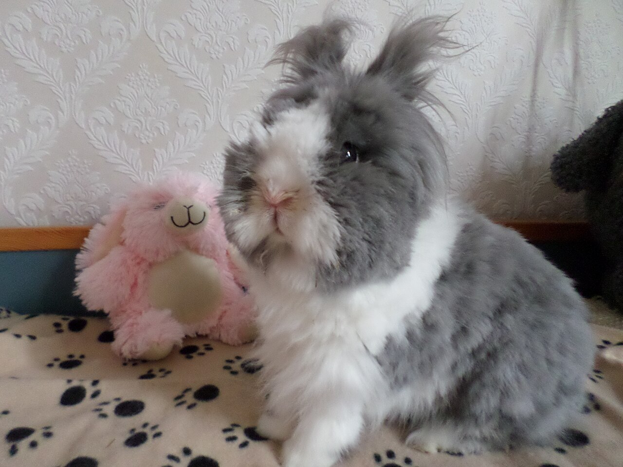 Teddyzwerg