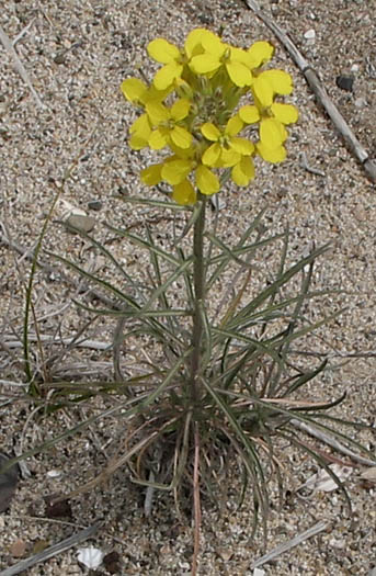 Erysimum insulare