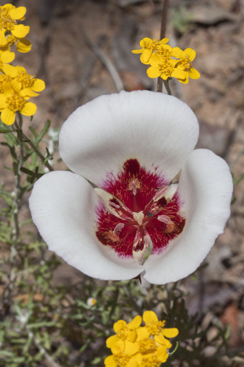 Calochortus simulans