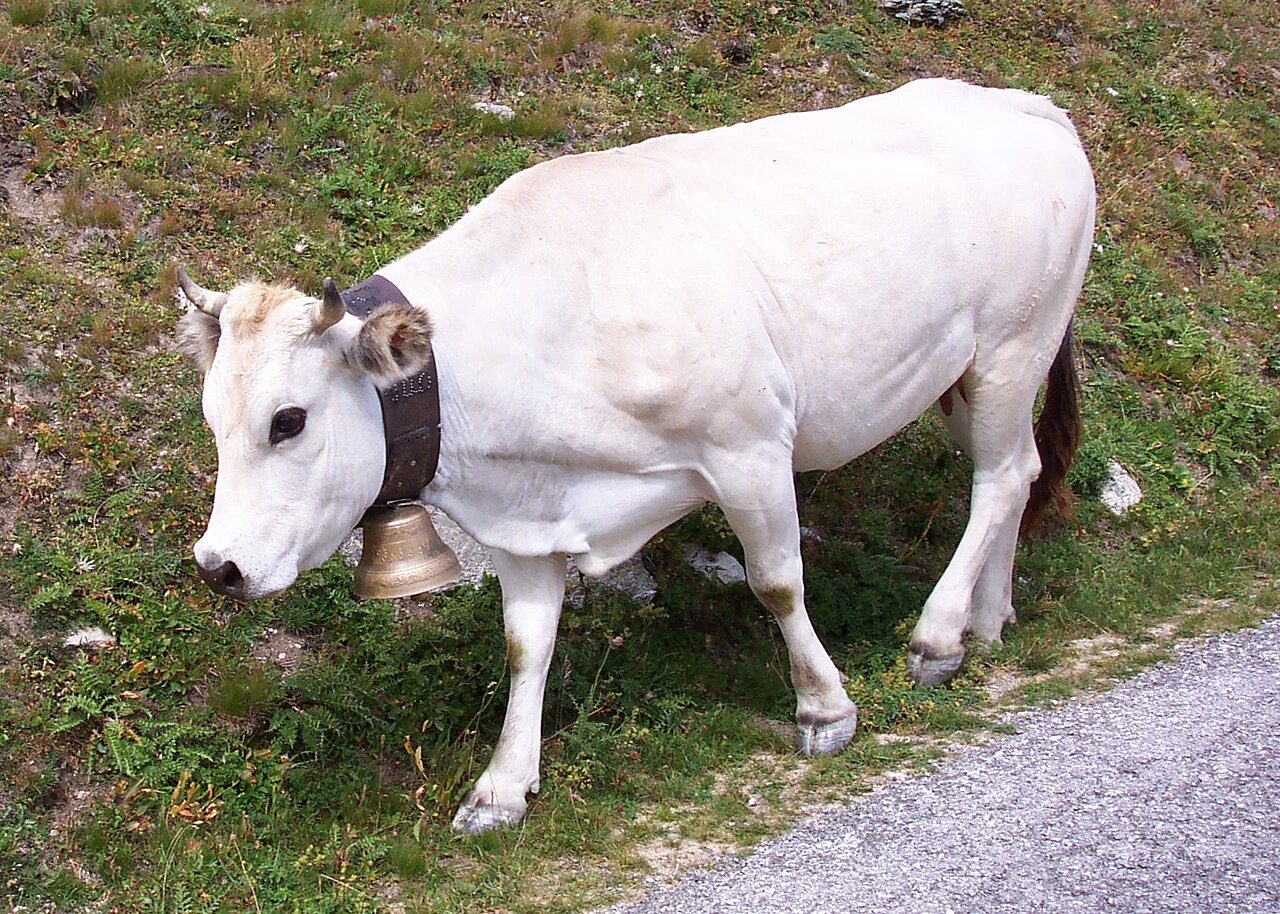 Piedmontese