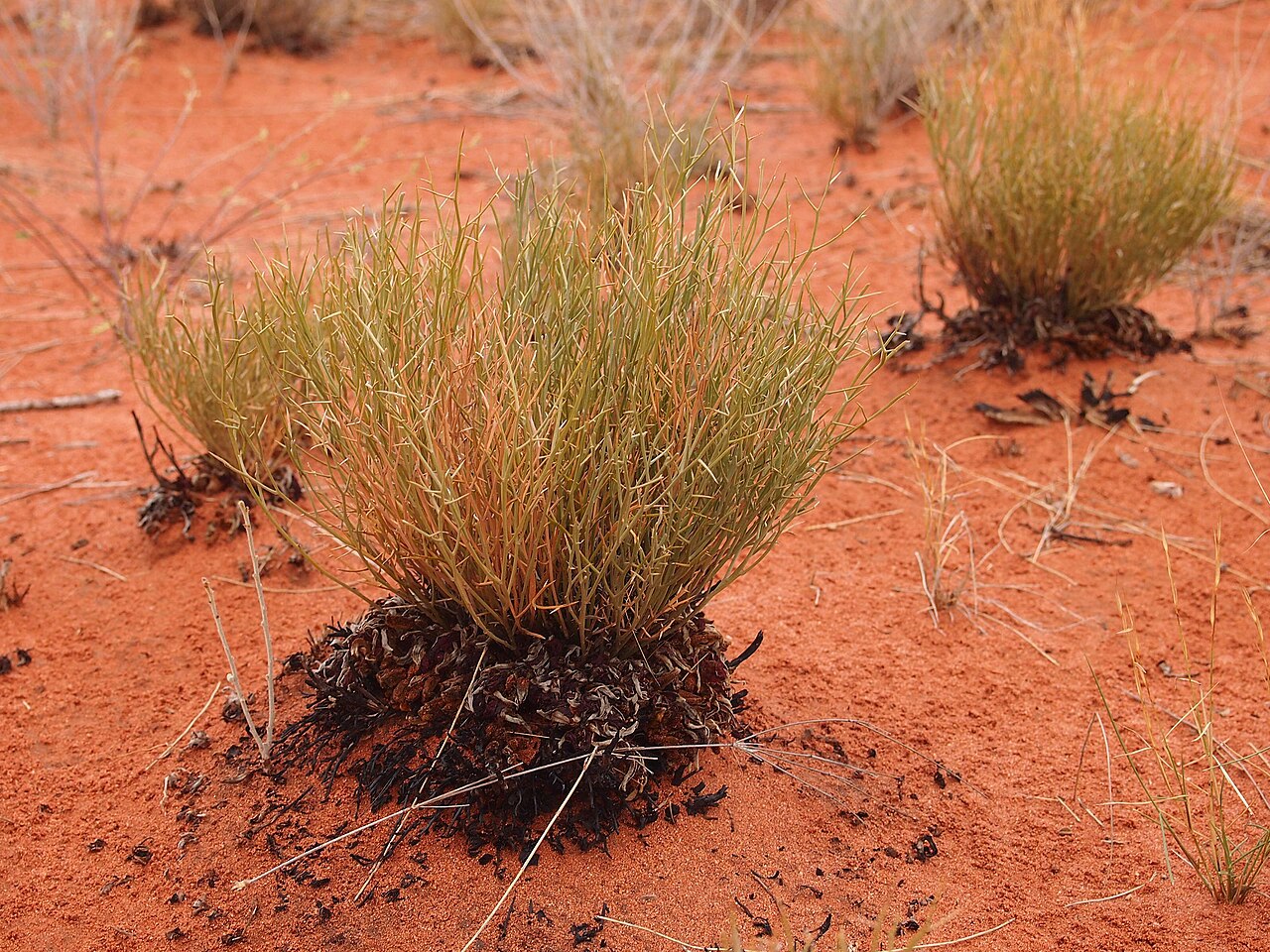 Leptosema chambersii