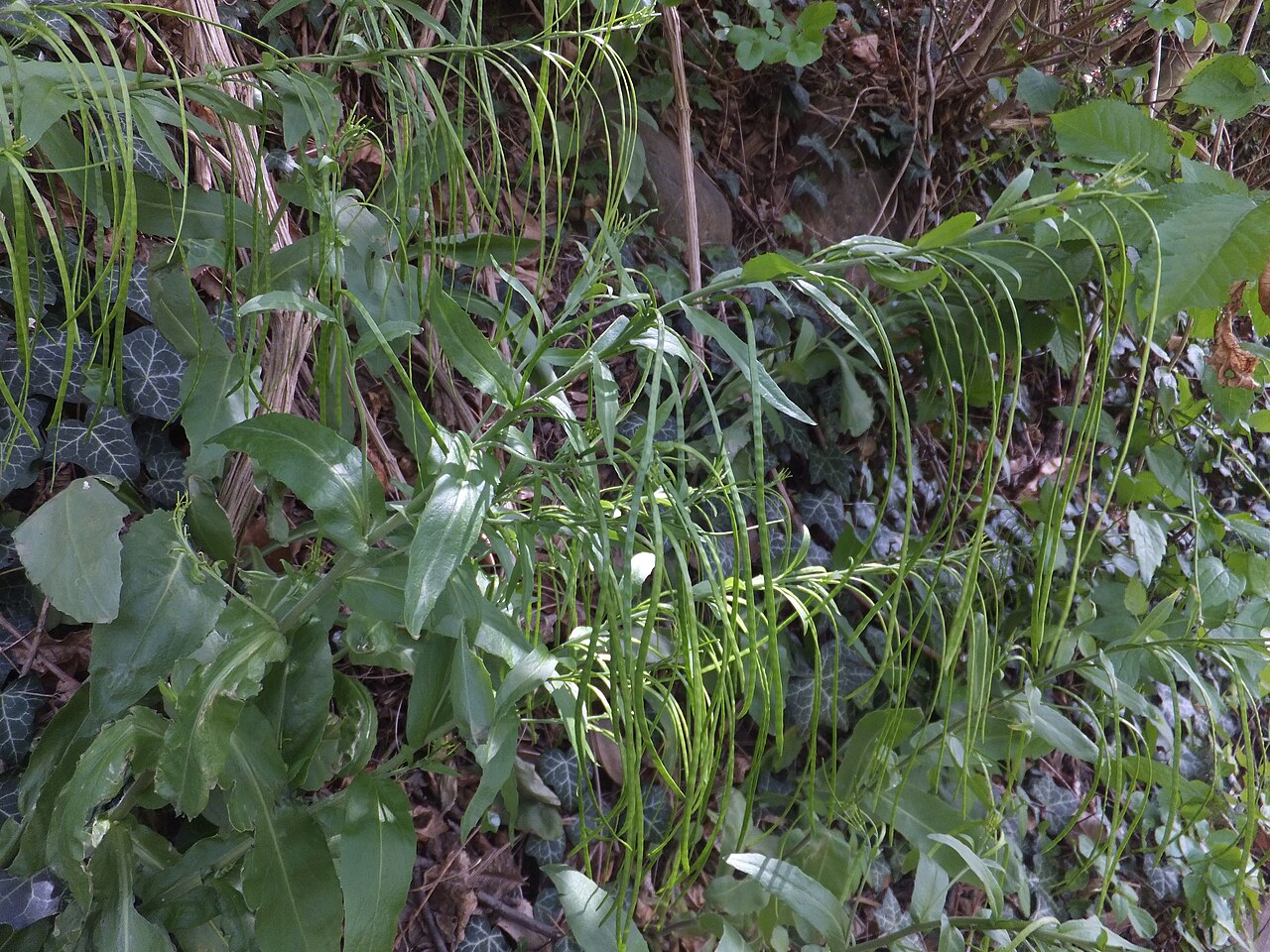 Arabis turrita