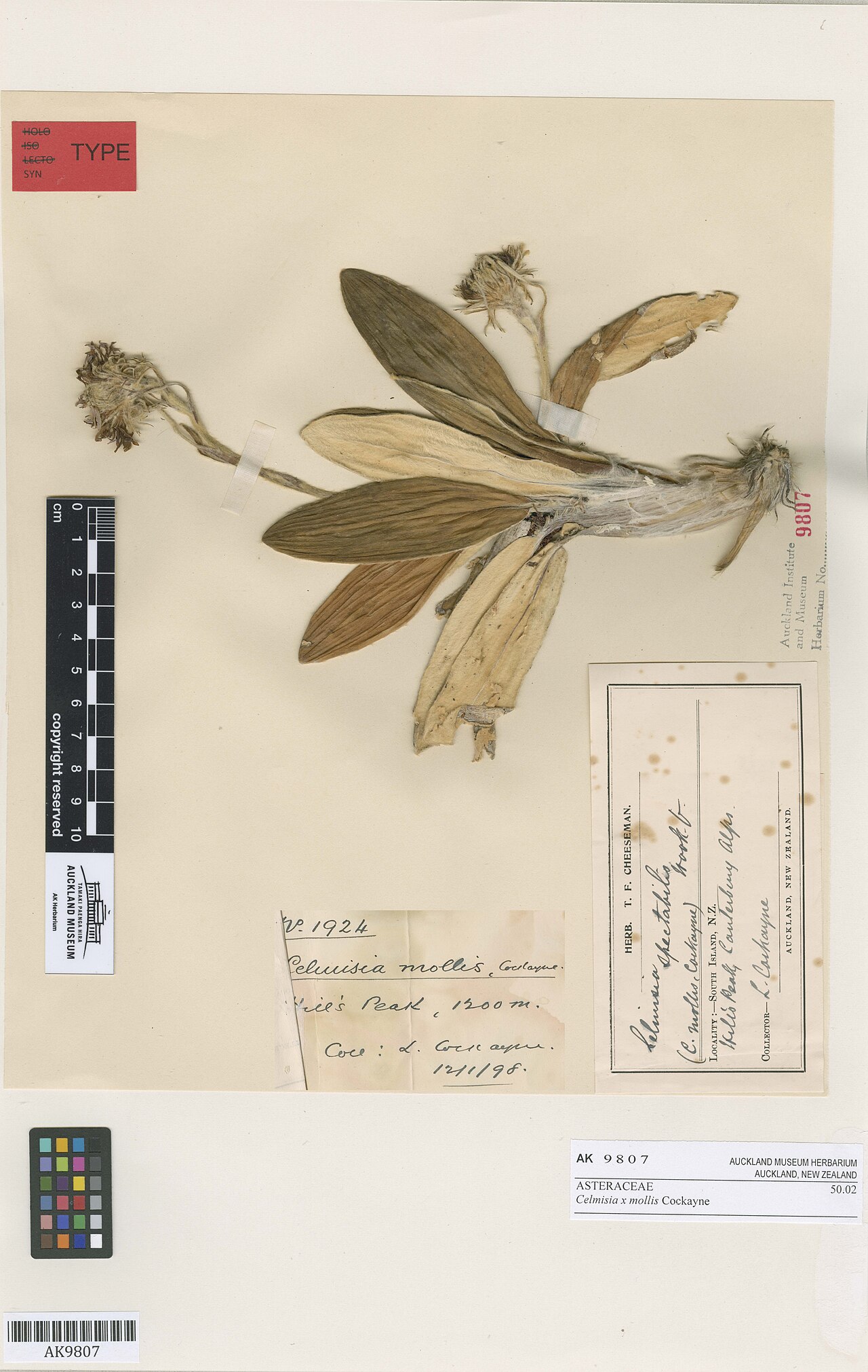 Celmisia mollis