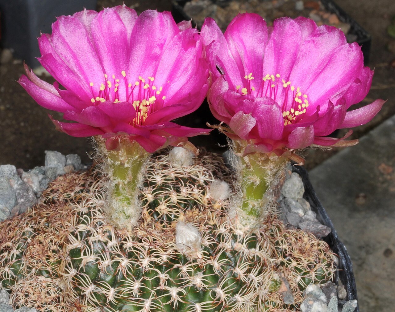 Echinopsis tiegeliana